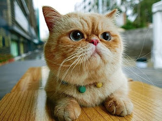 exotic shorthair cats breed pisica gato kitten pussycat pets animal grimalkin kat mace pisik kotka kocka kass pusa kissa katze macska kottur kakis kate qattus kot katt kedi con meo kucing pictures