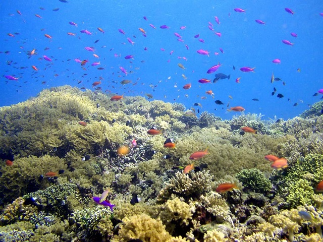 Taman Laut Bunaken, Surga Bawah Laut di Teluk Manado