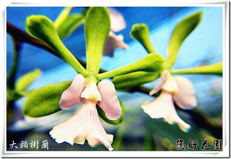 大頭樹蘭