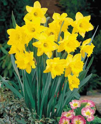 or Leona's daffodils.