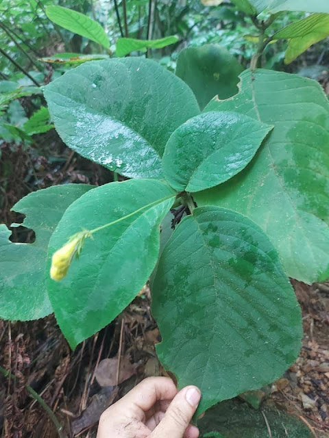 Loxostigma dongxingense