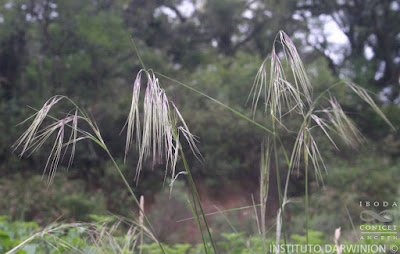 Flechilla morada (Nassella neesiana)