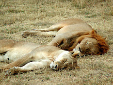 Two lions are sleeping.