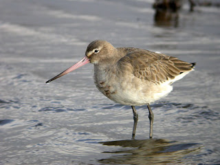 Black-tailed Godwit. Photo by Nick Franklin