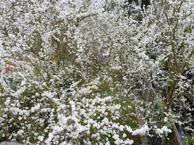 Full plum tree full bloom 31 Mar 2012