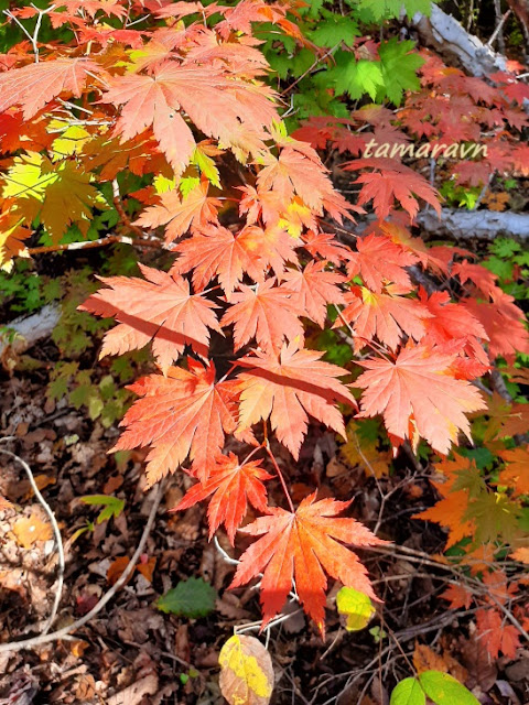 Клён ложнозибольдов (Acer pseudosieboldianum)