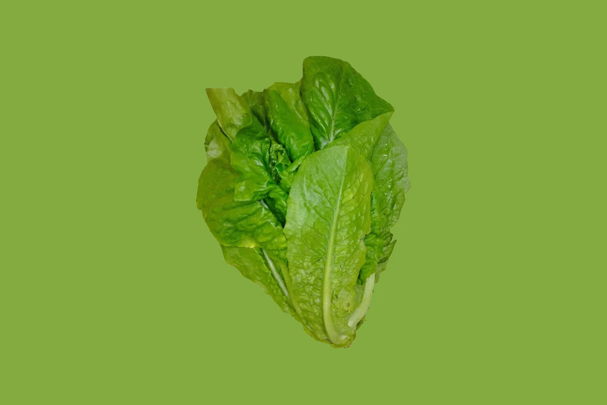 Beneficios de la lechuga romana