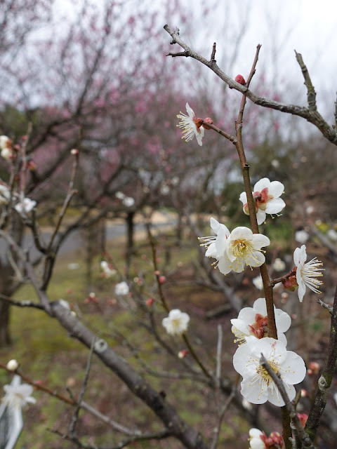 とっとり花回廊　ウメ（梅）