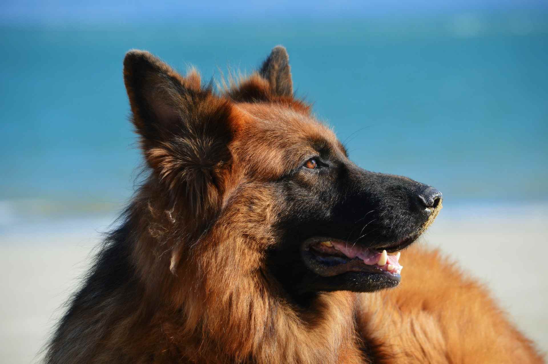 Grooming for Different Dog Breeds What You Need to Know