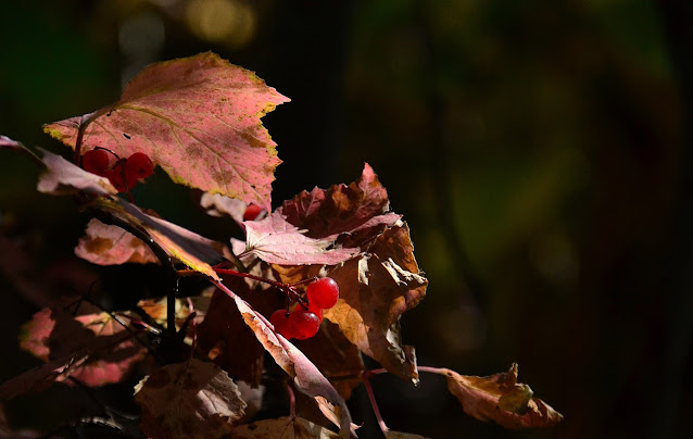 autumn equinox, fall color, autumn colour,  cohanmagazine.blogspot.com