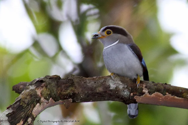 Silver-breasted Broadbill 