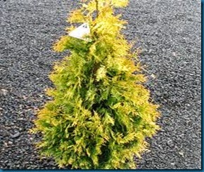 yellow ribbon cedar