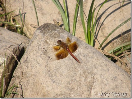 Dragonflies