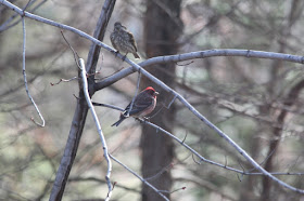 where are this year's purple finches?