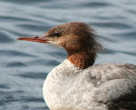 Muskoka flora and fauna