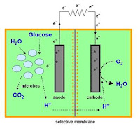 Microbial Fuel Cell