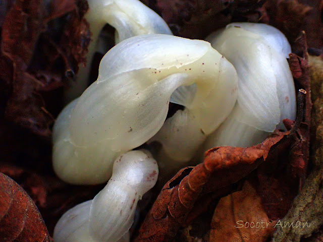 Monotropa uniflora