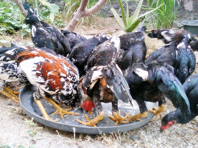 Panduan Cara Budidaya Ayam Kampung Cepat Besar