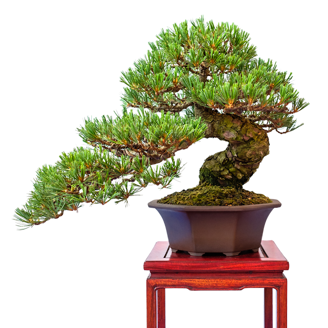 Panduan perawatan untuk pohon  Bonsai Pinus  Populer flush 