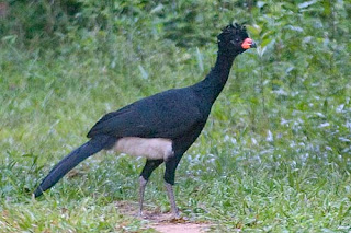 pavon pico rojo Crax blumenbachi aves de Brasil en extincion