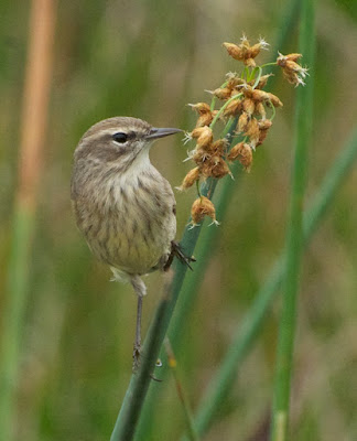 Palm Warbler (Setophaga palmarum)