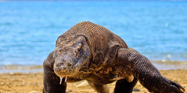 Komodo Hewan Purba Istimewa Yang Dimiliki Indonesia