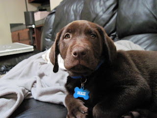 cute puppy on couch