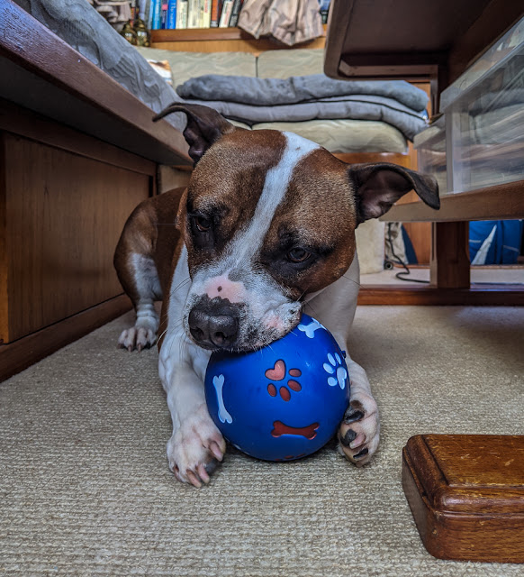 Photo of Ruby with the new treat ball that she destroyed in about 10 minutes 😊