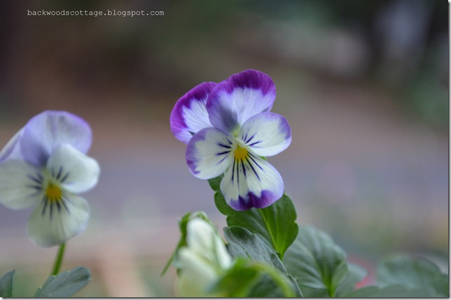 violas5