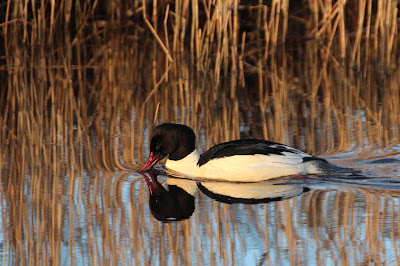 Grote Zaagbek - Grutte Seachbek - Mergus merganser