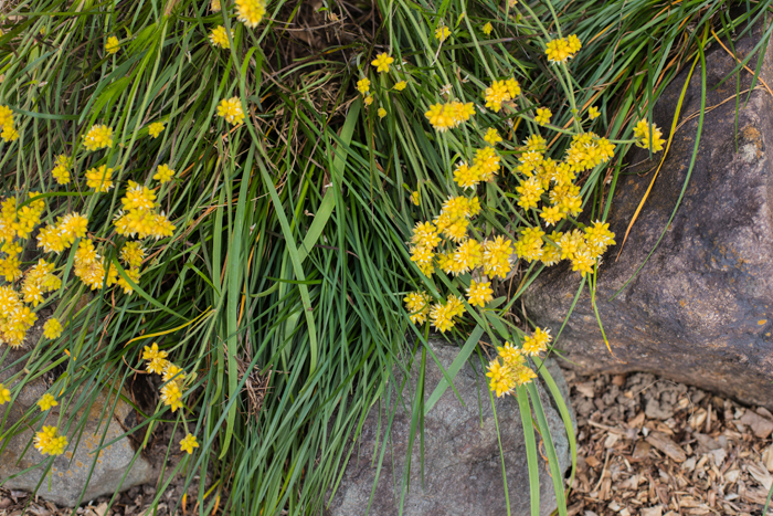 small yellow flowers