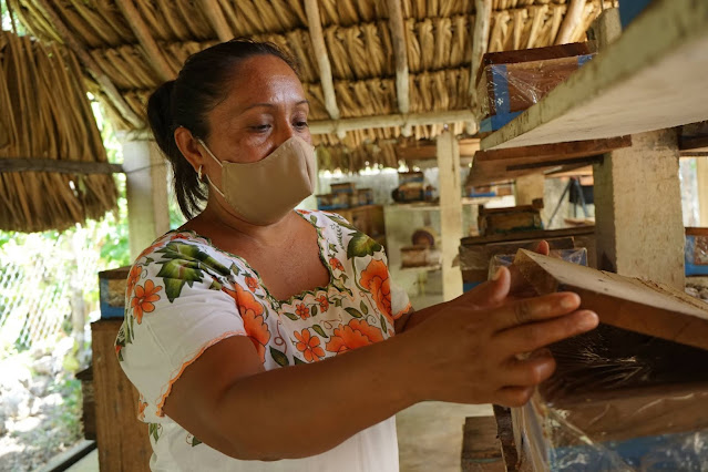 Teresita de Jesús Hau Jiménez abriendo una caja con una colmena de abejas meliponas sin aguijón. Foto: © PNUD Mexico, PPD Mexico, Claudia Novelo Alpuche