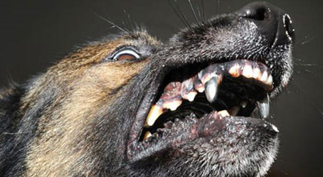 Anjing Dipasangi Gigi Palsu