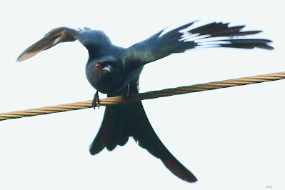 "Ashy Drongo - Dicrurus leucophaeus winter visitor, perched on high tension cable with its wings spread out."