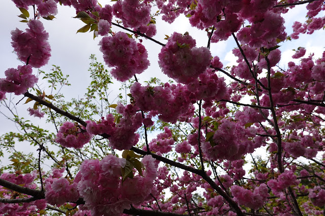 鳥取県西伯郡伯耆町小林 マウンテンストリームきしもと ヤエザクラ（八重桜）