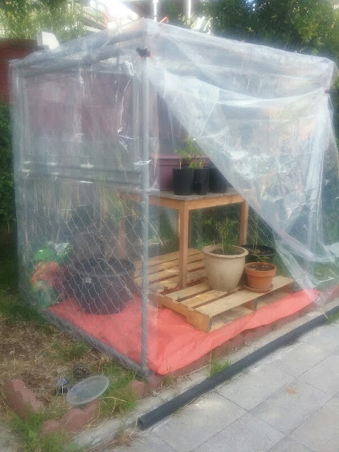 dog kennel to greenhouse conversion