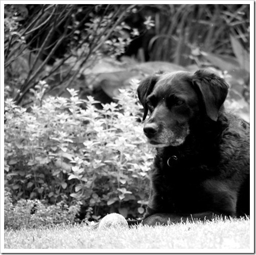 5 Nov Pidge 20th June