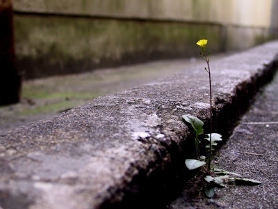 A Flor e a Náusea