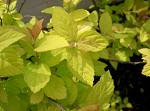 Home Grown Herbs - Why not?