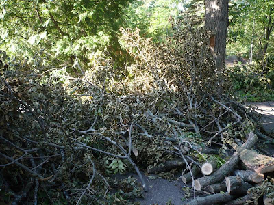 Many logs & branches 