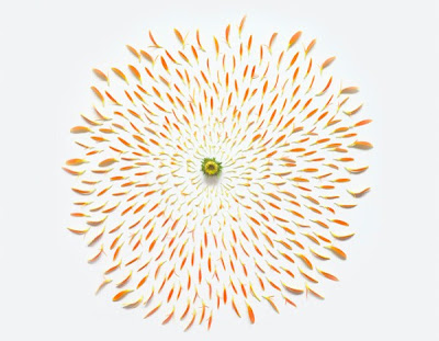 Gerbera Gerbera