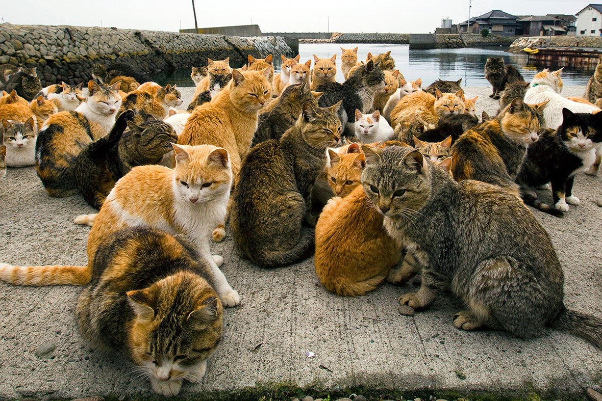 Unik Dan Menarik Ada Pulau Kucing Di Jepang Lucu Unik Dan Menarik