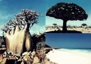 socotra-yaman-2