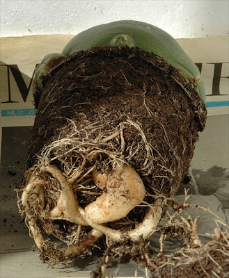 Root-bound Lophophora cactus