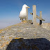 Seagull rob the tourist camera