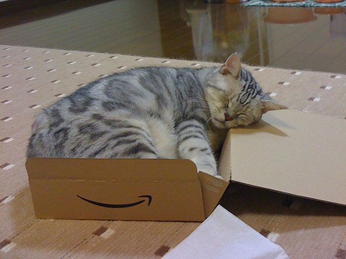 [cats_sleeping_in_box_01.jpg]