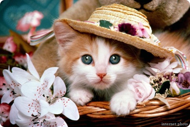 animals_29
