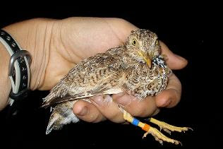 Plains Wanderer Birds Photos