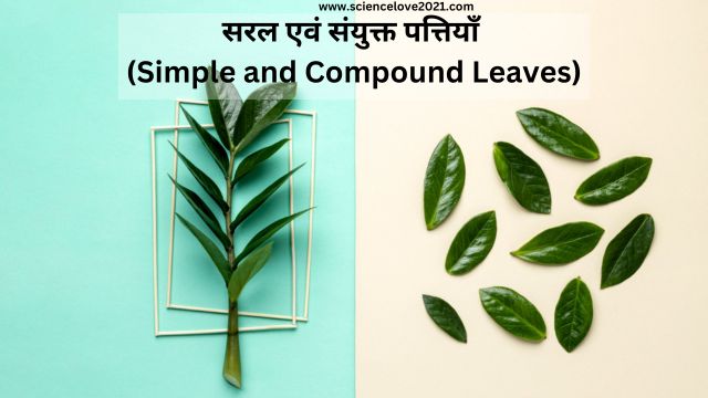 सरल एवं संयुक्त पत्तियाँ (Simple and Compound Leaves)