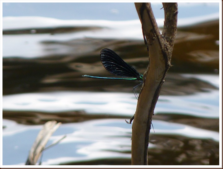 Dragon Fly -Pattison S.P WI Dragon Fly -Pattison S.P WI